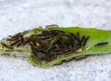 Gorgone Checkerspots Larvae