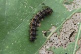 Gorgone Checkerspot Caterpillar