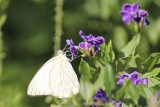 Great Southern White