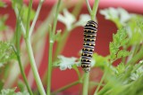 Black Swallowtail Caterpillar