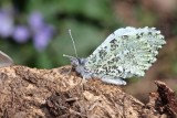 Falcate Orangetip Female