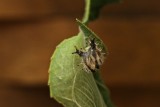 Tawny Emperor Chrysalis