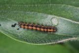 Gorgone Checkerspot Caterpillar