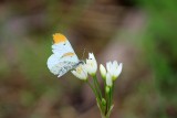 Falcate Orangetip Male