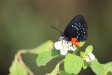 Florida Butterflies