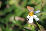 Eastern Pygmy Blue