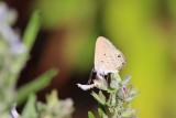 Mallow Scrub-Hairstreak