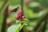 Brazilian Skipper 