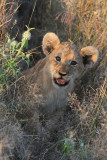 little lion.jpg