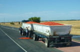 Losing Tomatoes, Fresno, CA