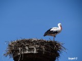 Cigogne-Stork