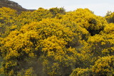 Gorse is blooming