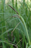 Carex obnupta (Slough Sedge) Cyperaceae, Perennial