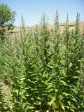Artemisia douglasiana (Mugwort	), Asteraceae,Perennial:May-Oct, wetland