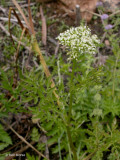 Oenanthe sarmentosa (Water Parsley), Apiaceae, Perennial:May-July, riparian/wetland