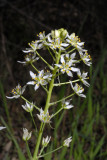 Toxicoscordion fremontii (Fremonts Star Lily), Melanthiaceae, Perennial: Mar-May: chaparrel, forest