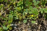 Medicago polymorpha(Bur Clover),Fabaceae: Annual: Feb-June