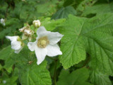 Rubus parviflorus (thimbleberry), Roseacea vine/shrub: mar-may
