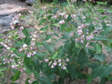 Apocynum androsaecmifolium (Spreading Dogbane), Apocynaceae, perennial: may-sep, slopes