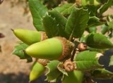 Quercus agrifolia  (coast live oak) fagaceae seeds and leaves