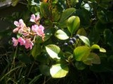 Rhaphiolepis indica (indian hawthorn) Rosaceae
