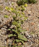 Emmenanthe penduliflora  (whispering bells), (feb-june), Boraginacea, Chaparral, Coastal Sage Scrub, Creosote Bush Scrub