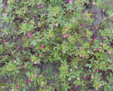 Acmispon parviflorus (desert deervetch), (feb-june), Fabacea, Pine Forest, Foothill Woodland, Chaparral, Valley Grassland, 