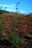 Antirrhinum kelloggii (Kellogs snapdragon) plantaginaceae (mar-may) annual, chapparel
