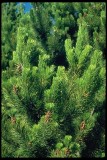 Pinus contorta  (lodgepole pine) Pinus