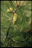 Pinus attenuata female cone