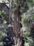 (Utah Juniper) Juniperus osteosperma