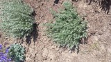 Artemisia frigida, fringe sage, perennial, asteraceae