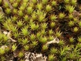 Polytrichum juniperinum Bryophyte 