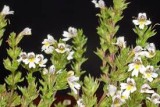 Euphrasia	nemarosa	Scrophulariaceae	common eyebright annual