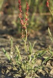 Rumex	acetosella	Polygonaceae	sourweed perennial*