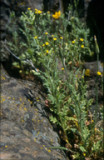 Senecio	sylvaticus	Asteraceae	woodland ragwort annual*