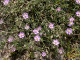 Spergularia	rubra	Caryophyllaceae	red sandspurry*