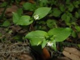 Stellaria	calycantha	Caryophyllaceae	northern starwort perennial