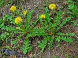 Taraxacum	officinale	Asteraceae	common dandelion perennial*