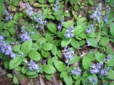 Veronica	officinalis	Scrophulariacea e	common gypsyweed*