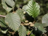 Alnus	viridis	Betulaceae	sitka alder female