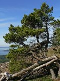 Pinus	contorta	Pinaeceae	lodgepole pine