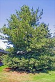 Pinus	monticola	Pinaeceae	western white pine