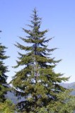 Pseudotsuga	menziesii	Pinaeceae	douglas fir