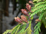 Thuja	plicata	Cupressaceae	western red cedar
