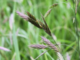 Bromus	sitchensis	Poaceae	Alaska brome
 perennial june-sep