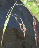 Cinna	latifolia	Poaceae	Wood reedgrass
