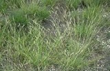 Danthonia	spicata	Poaceae	poverty oatgrass
