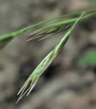 Danthonia	spicata	Poaceae	poverty oatgrass
