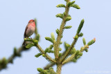 Common-Rosefinch.jpg